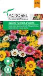 Záporvirág színkeverék, Gazania rigens (L.) Gaertn. - 0,17 g