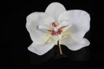 Jwel U Virágpompa JW4-10 orhidea bézs virág