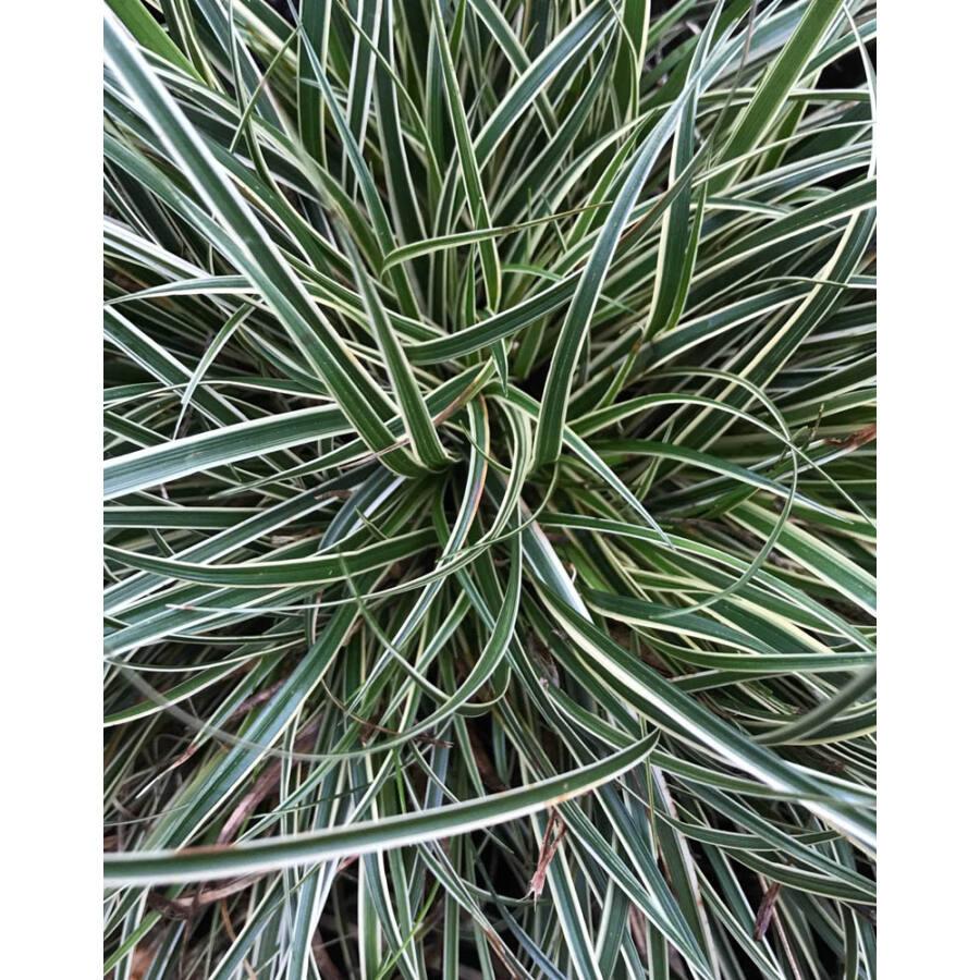 Carex conica Sás - Snowline - Kertészeti webáruház - addel.hu piactér