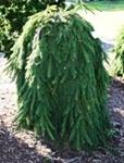 Picea abies INVERSA - Csüngő lucfenyő