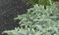 Juniperus conferta SILVER MIST