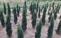 Taxus baccata Fastigiata Robusta