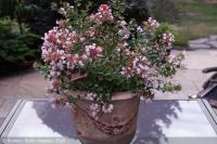 Abelia chinensis AUTUMN FESTIVAL ® Tárnicslonc
