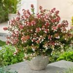Abelia grandiflora SHERWOOD - Tárnicslonc