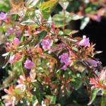 Abelia grandiflora SHERWOOD - Tárnicslonc