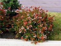 Abelia grandiflora PINKY BELLS ® Tárnicslonc