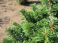 Abies alba PYRAMIDALIS - Oszlopos jegenyefenyő