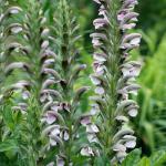 Acanthus mollis - Balkáni medveköröm