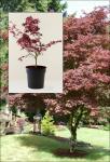 Acer palmatum ATROPURPUREUM - Vöröslevelű Japán Juhar