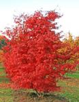 Acer palmatum Atropurpureum 