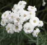 Achillea Ptarmica "Pearl" - Kenyérbélcickafark