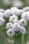 Achillea Ptarmica "Pearl" - Kenyérbélcickafark