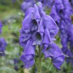 Aconitum carmichaelii Arendsii - Őszi sisakvirág