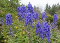 Aconitum carmichaelii Arendsii - Őszi sisakvirág