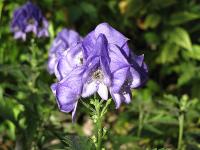 Aconitum carmichaelii Arendsii - Őszi sisakvirág