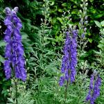 Aconitum napellus – Sisakvirág