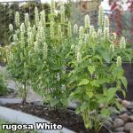 Agastache - Izsópfű fajták