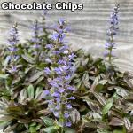 Ajuga reptans - Indás ínfű