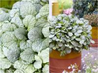 Ajuga reptans Princess Elza - Indás infű