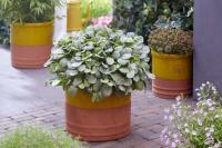 Ajuga reptans Princess Elza - Indás infű