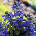 Ajuga reptans Princess Elza - Indás infű