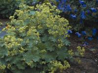 Alchemilla mollis – Lágyszőrű palástfű