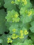 Alchemilla mollis – Lágyszőrű palástfű
