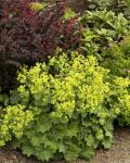 Alchemilla mollis – Lágyszőrű palástfű