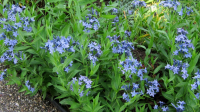 Amsonia tabernaemontana ‘Blue Ice’ – Széleslevelű csillagmeténg