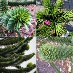 Araucaria araucana - Chilei araukária / Andoki fenyő