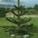 Araucaria araucana, Chilei araukária / Andoki fenyő