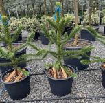 Araucaria araucana - Chilei araukária / Andoki fenyő