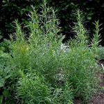 Artemisia dracunculus - Tárkony