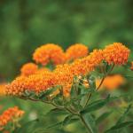 Asclepias tuberosa - Gumós selyemkóró