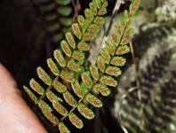 Asplenium trichomanes – Aranyos fodorka