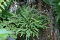 Asplenium trichomanes – Aranyos fodorka