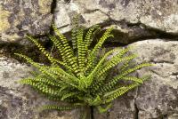 Asplenium trichomanes – Aranyos fodorka