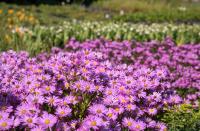 Aster dumosus - Törpe őszirózsa