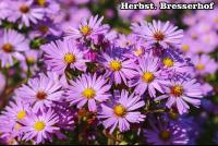 Aster dumosus - Törpe őszirózsa