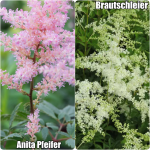 Astilbe arendsii - Kerti Tollbuga