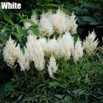 Astilbe arendsii - Kerti Tollbuga