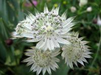 Astrantia Major - Völgycsillag