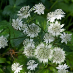 Astrantia Major - Völgycsillag