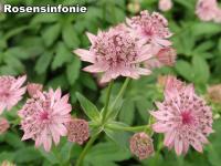 Astrantia Major - Völgycsillag