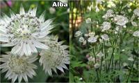 Astrantia Major - Völgycsillag