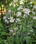 Astrantia Major - Völgycsillag