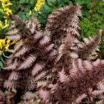 Athyrium niponicum "Burgundy Lace" - Japán hölgypáfrány