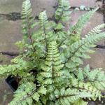 Athyrium niponicum "Burgundy Lace" - Japán hölgypáfrány