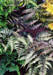 Athyrium niponicum "Burgundy Lace" - Japán hölgypáfrány