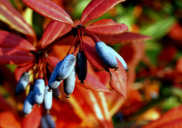 Berberis julianae - Júlia borbolya